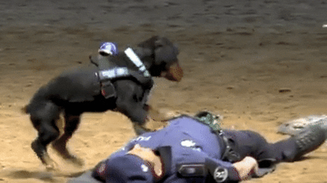c59aba44854a6018a6b3ddf1a3dccf0e_1637224919_7838.gif
