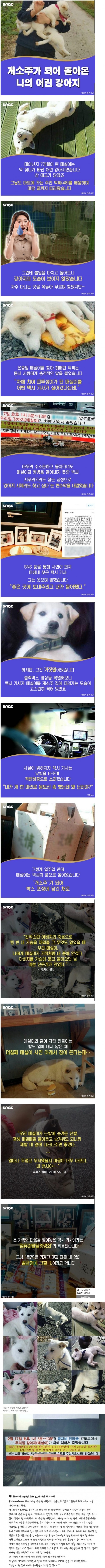 개소주가 된 매실이